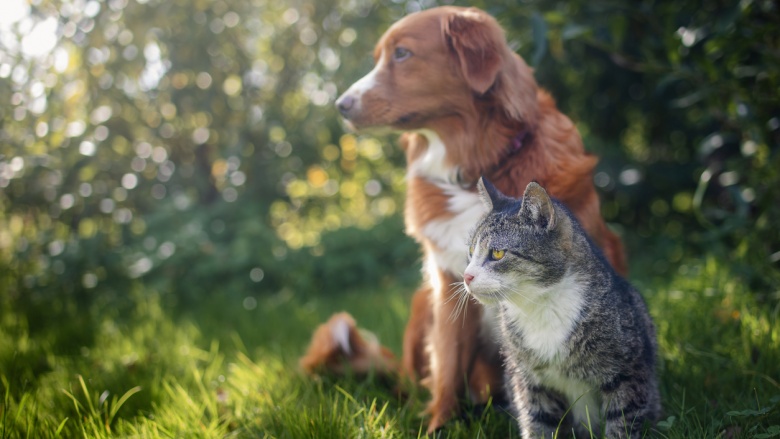 Hund Katze Tierheim Hund Katze Tierheim
