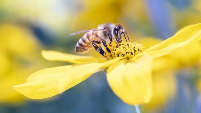 Bienenlehrpfad